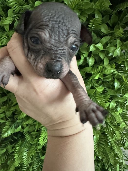 Ксоло мини  , мексиканская голая собака  мини. Ксолоитцкуинтли .