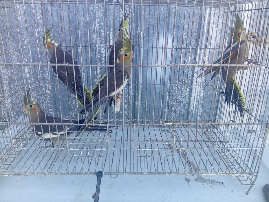 Ring necks caturras diamantes de gould e bengalins