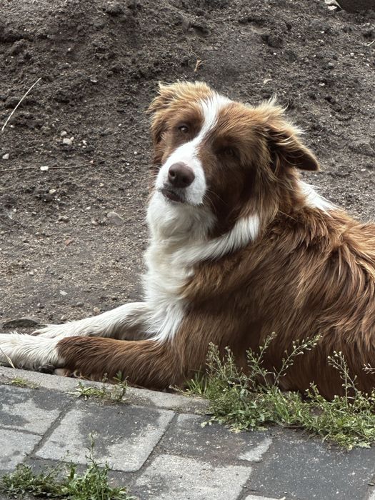 Pies Border collie Blue merle z rodowodem
