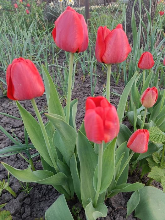 Цибулини ранніх тюльпан дітки.