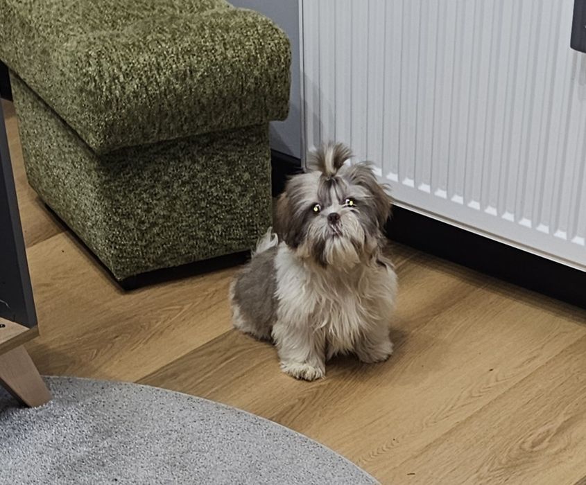 Shih tzu ostatni piesek
