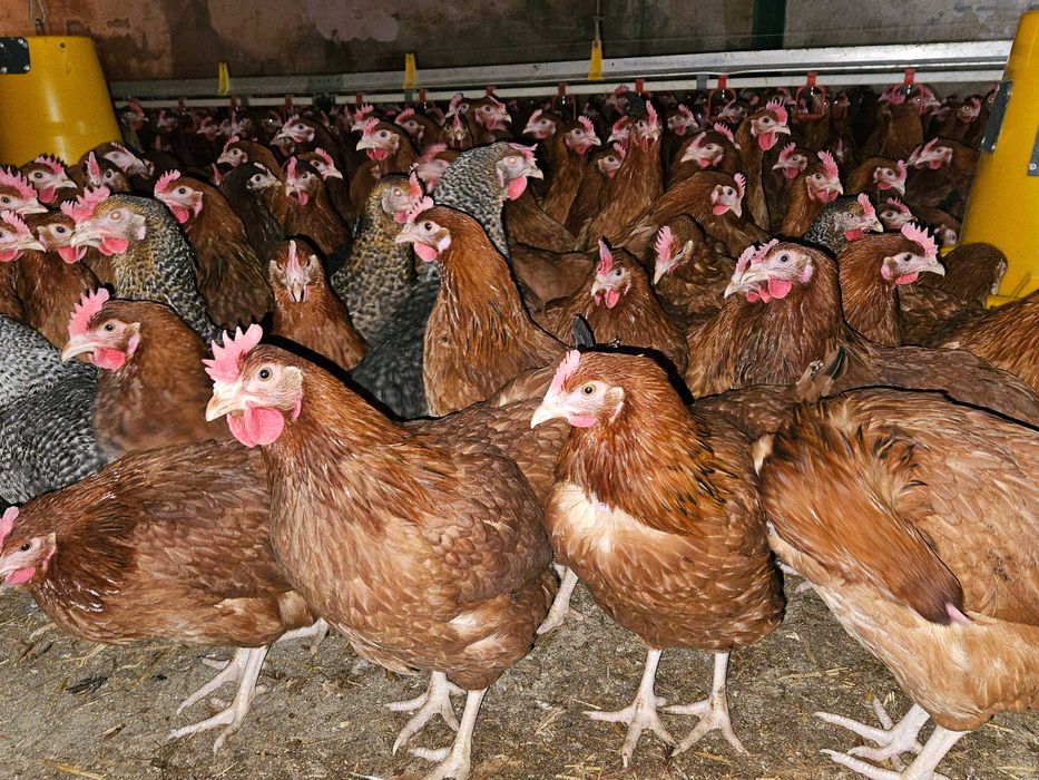 Kurki kokoszki nioski Rosa brazowa odchowana dostawa Gratis