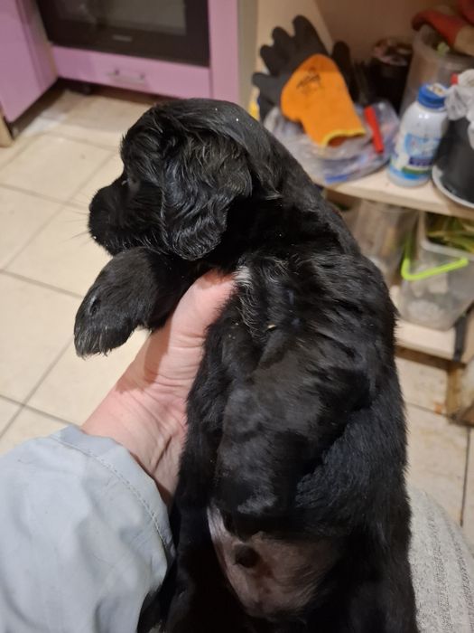 Песики в добрі руки