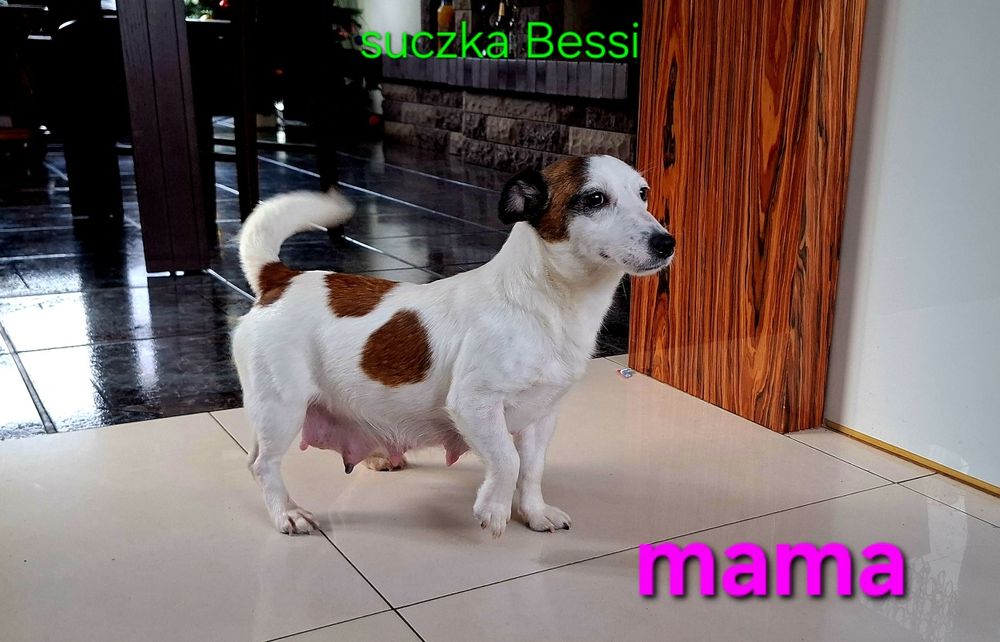 Piesek  3 miesięcznyJack Russell   JUŻ ODBIÓR   RODZICE W HODOWLI