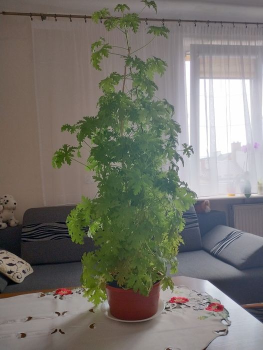Ładna młoda anginka