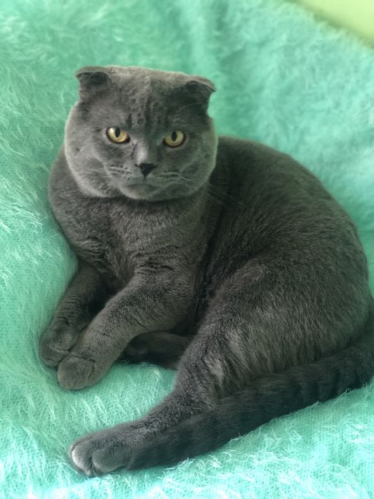 Веслоухий шотландець чекає на в’язку з вашої кішкою