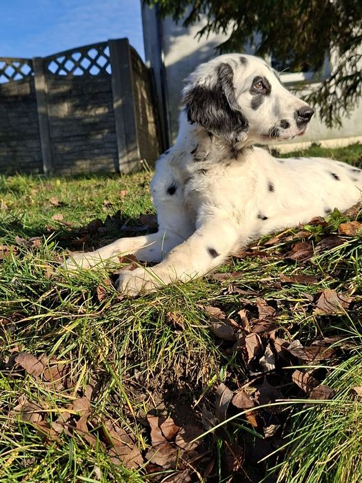 Dalmatyńczyk  długowłosy