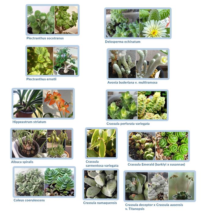 Echeveria cante эхеверия эчеверия суккулент