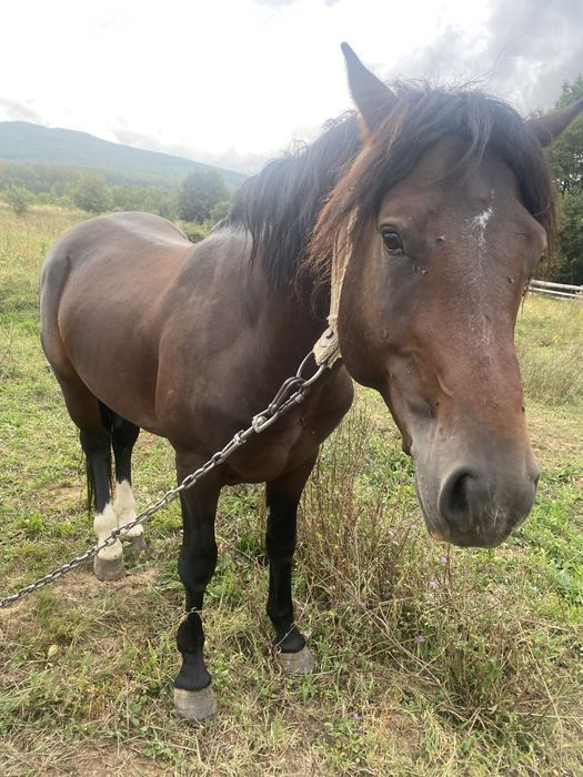 Жеребець 5 років                                                     .