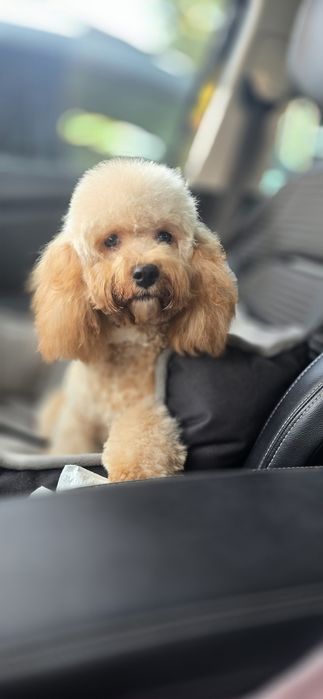 Cavapoo/ piękna dziewczynka