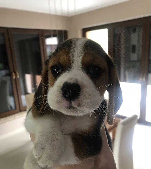 Beagle Tricolor - wybitne z rodowodem!