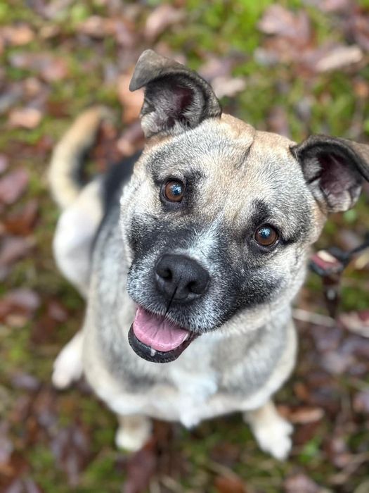 Kochana Czacza błaga o dom!