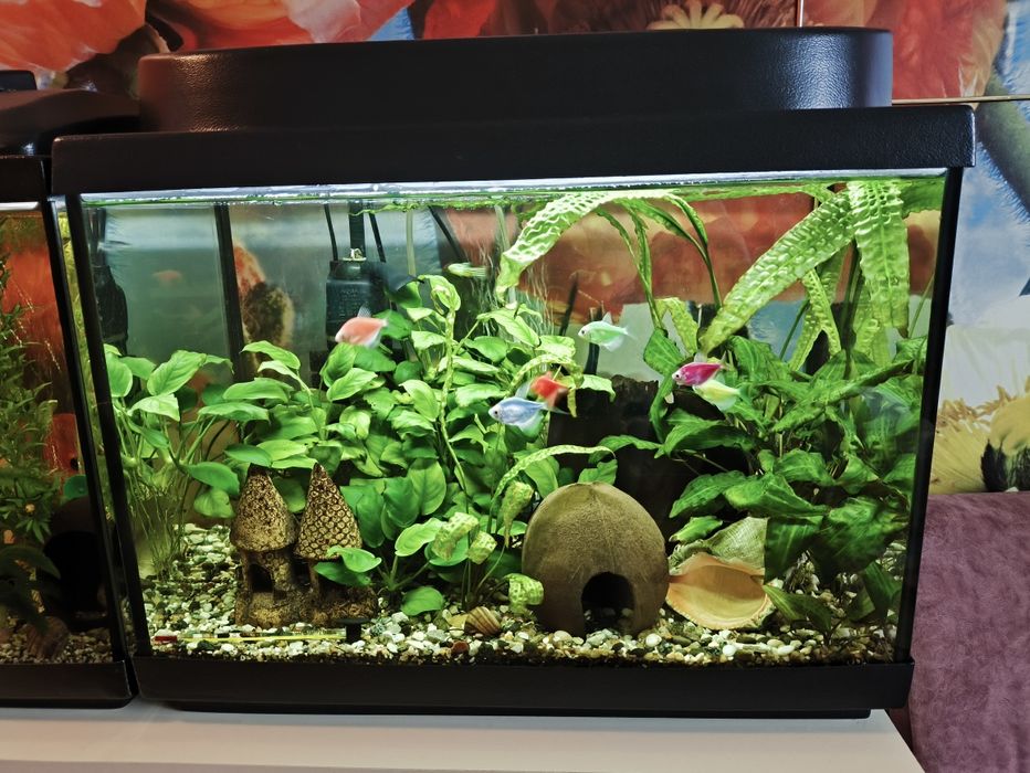 Акваріум 50 літрів