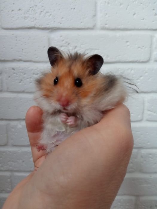 Пушистые мягкие красивые рыжие ручные хомячки купить в Харькове хомяк