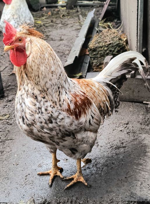 Півники породи Легбар (зелене яйце)