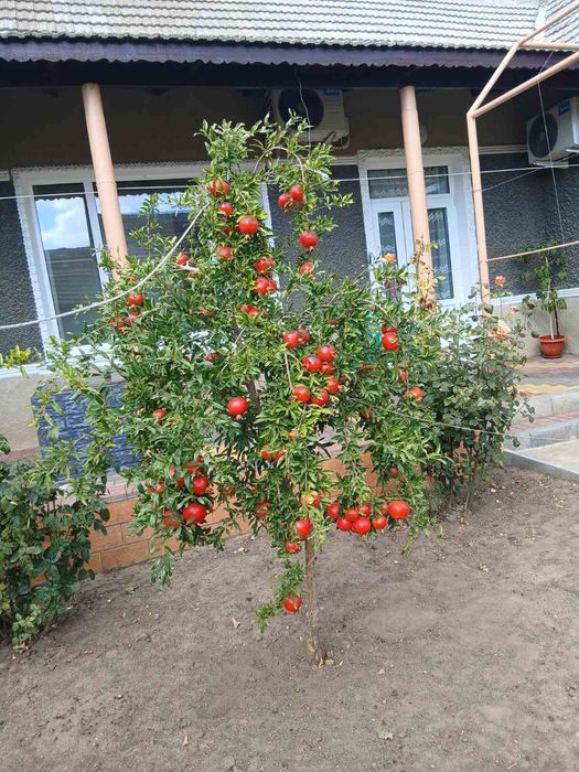 Саженцы граната 3-летние, плодоносящий сорт