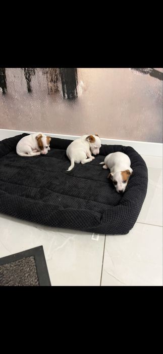 Jack russell terrier