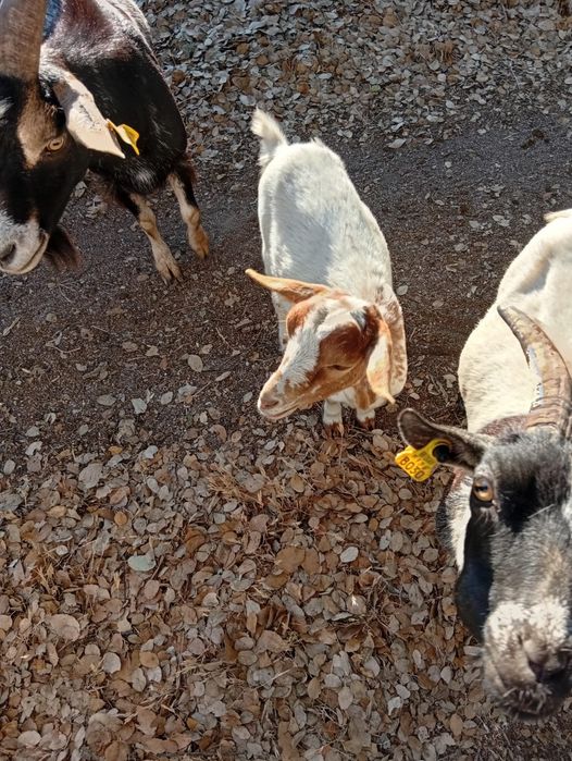 Cabras anãs com 3 meses