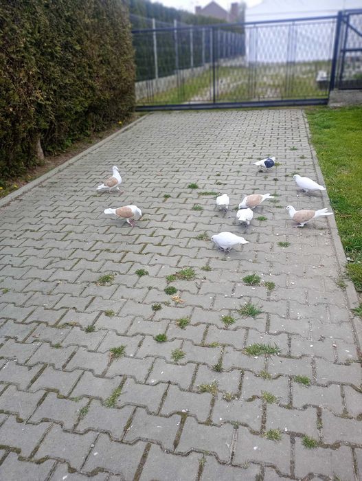 Śląskie tarczowe