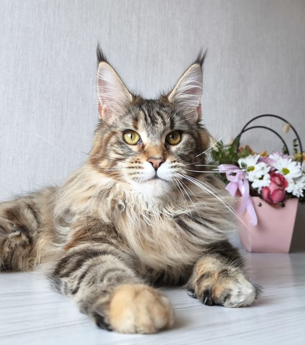 Мейн кун. Дівчинка!