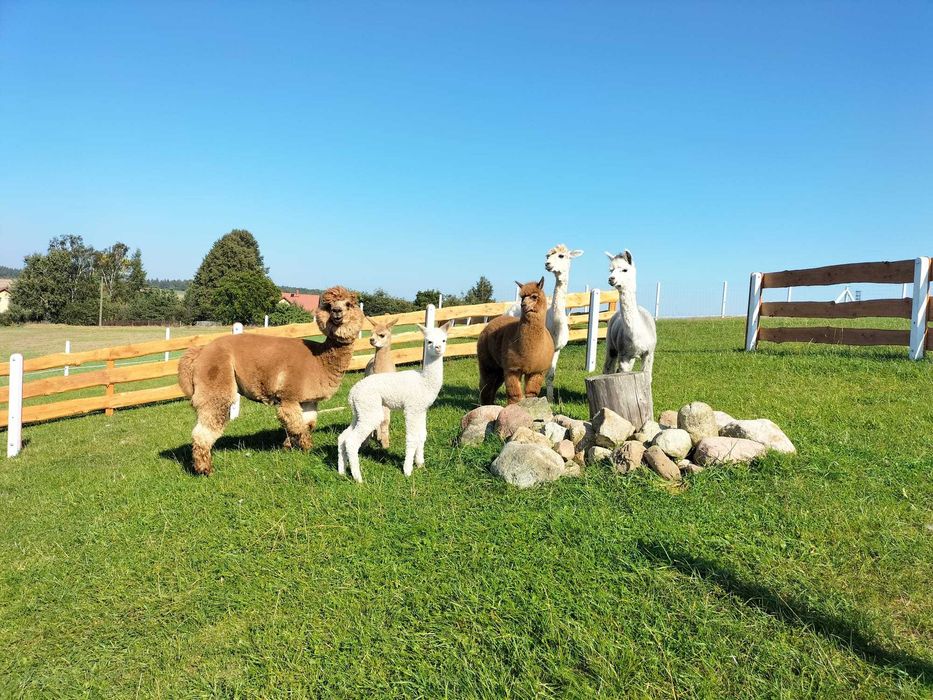 Alpaka samiec lub samica