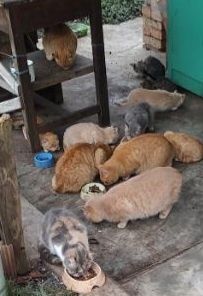 Котенок в добрые руки