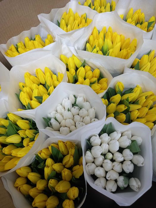 Тюльпан оптом Україна