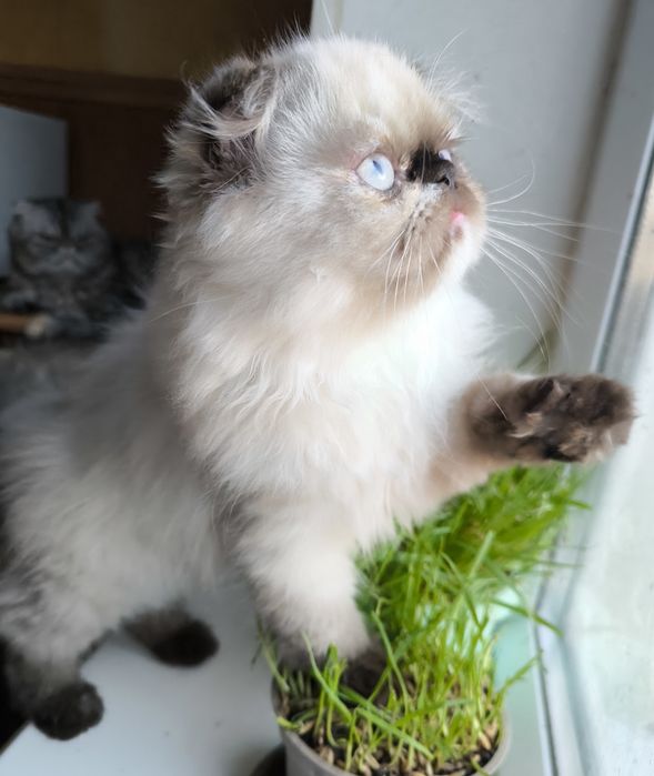 Персидскі кошенята