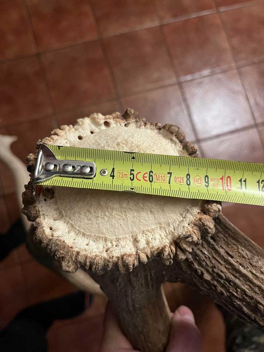 Poroża jelenia kanadyjskiego 14,40kg