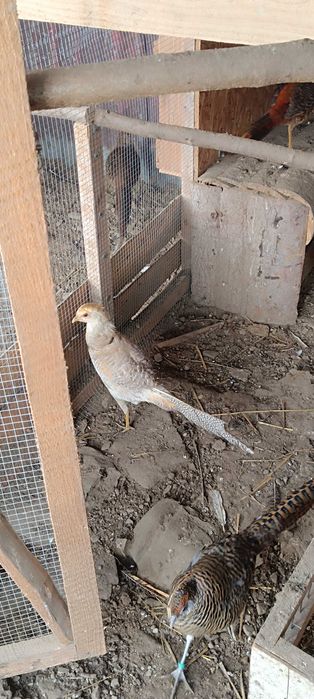 Bażanty bananowe !!