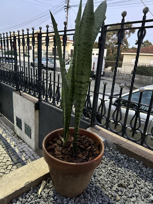 Sansevieria/espada de são jorge