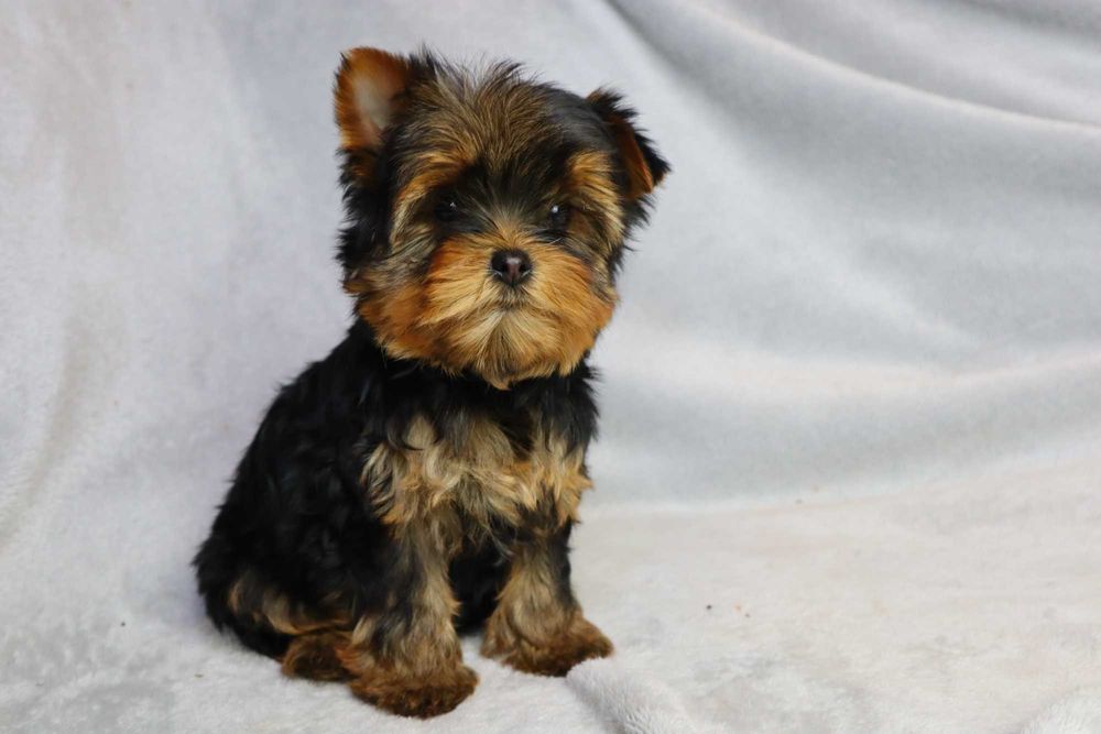 Yorkshire Terrier - szczenię ( york )