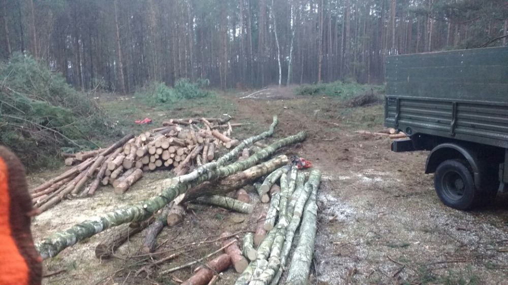 Wycinka drzew i krzewów