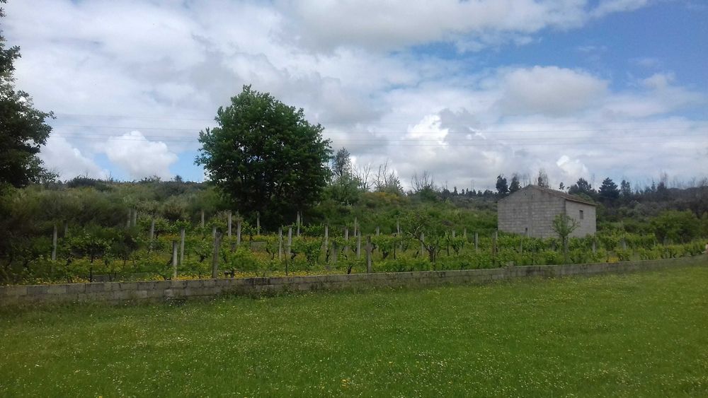 QUINTA  com casa , poço, tanque , vinha .