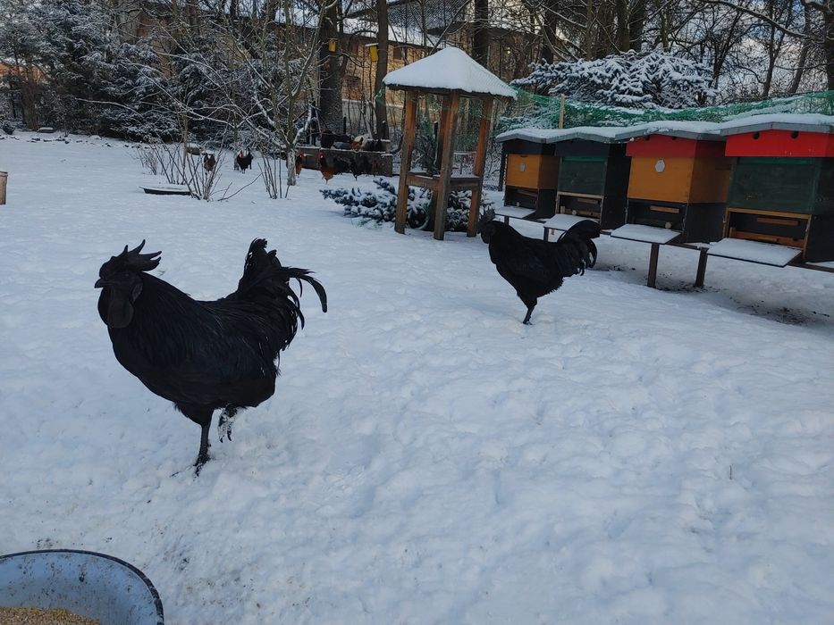 Koguty ayam cemani wloszka