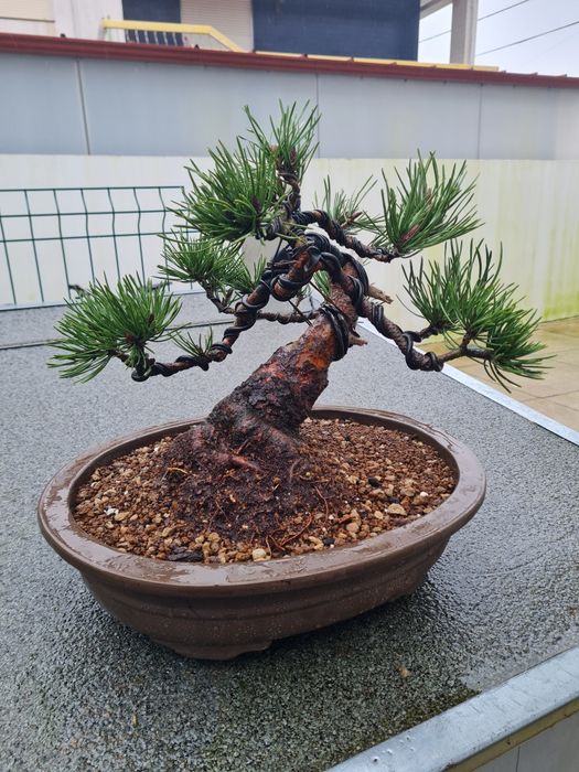 Bonsai Pinus sylvestris