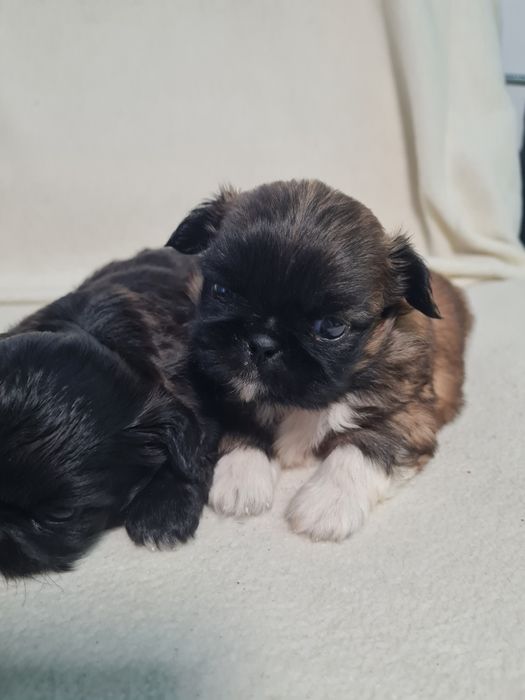 Пекінес королівський міні