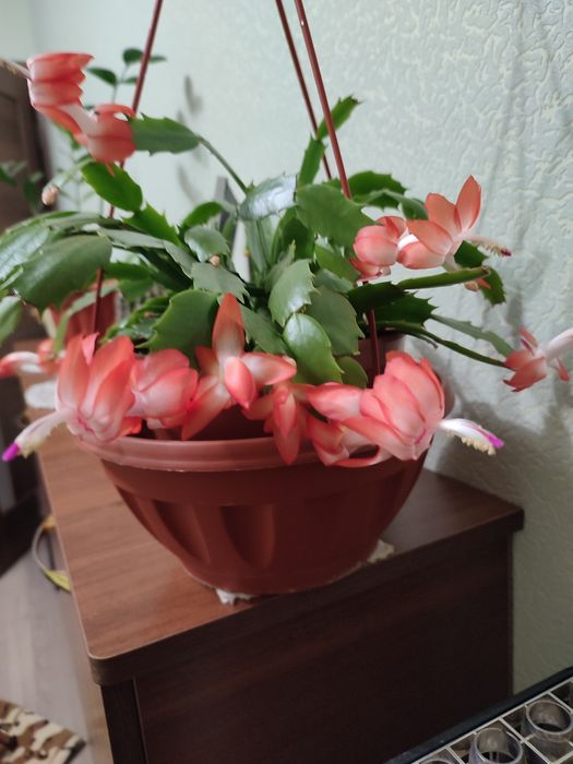 Продам  Кактусы и Рождественник.