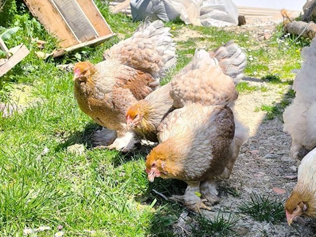 Яйце для інкубації, курчата, Брама блакитне золото, срібло.