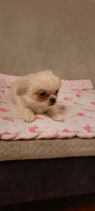 Piesek chihuahua długowłosy