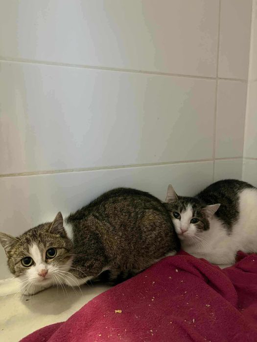 Piękne kocie siosrty do adopcji