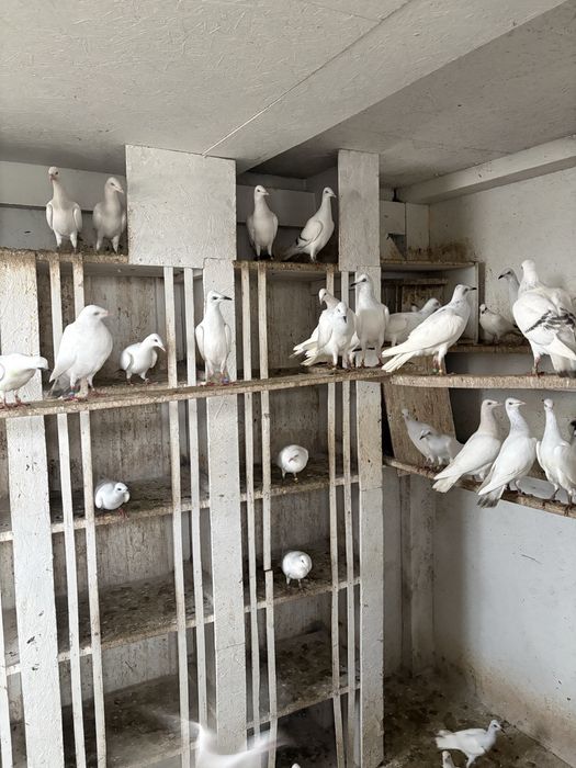 Srebrniaki sreebrniaki 2025