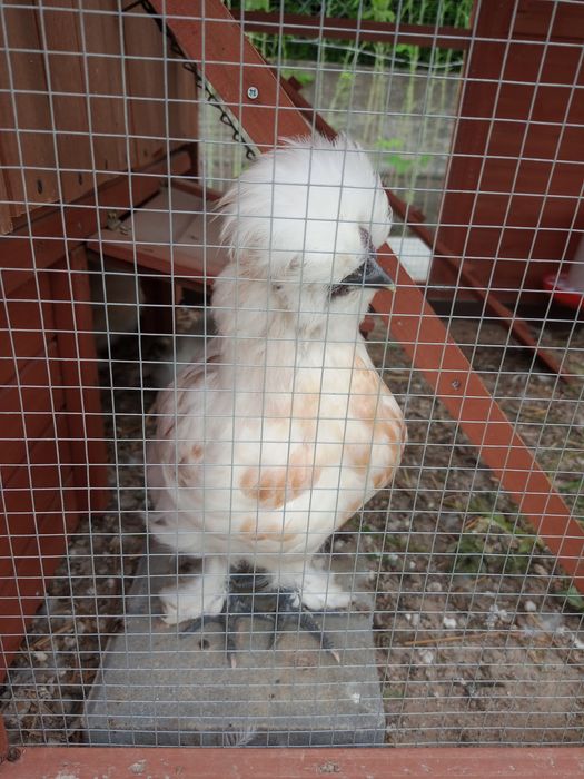 Koguty kury silka silki  zdrowe