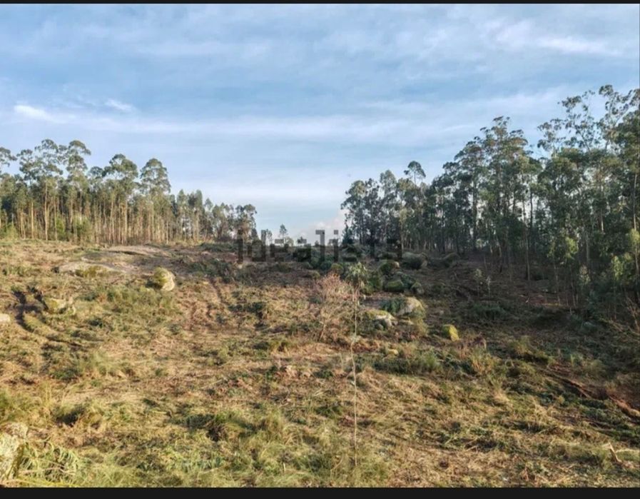 Terreno 4hetares Abragão