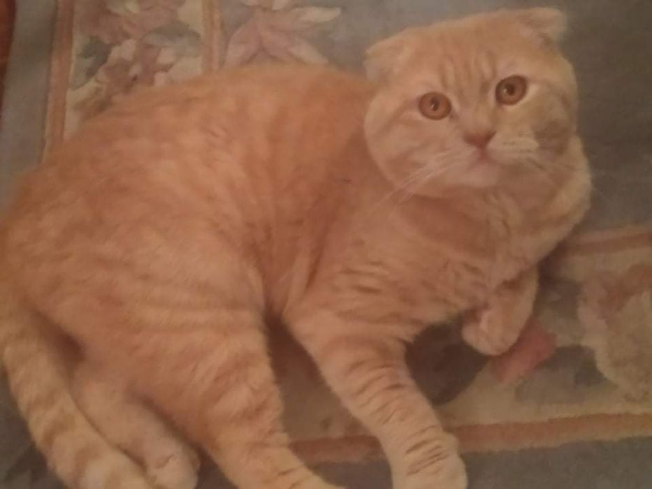 Scottish Fold para acasalar