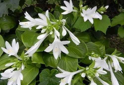 Спешите! Хоста королевская (белый цветок)