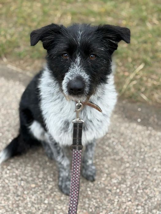 Rezolutna Moczi poleca się do adopcji