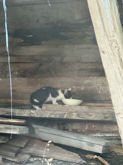 3 młode koty szukaja domów