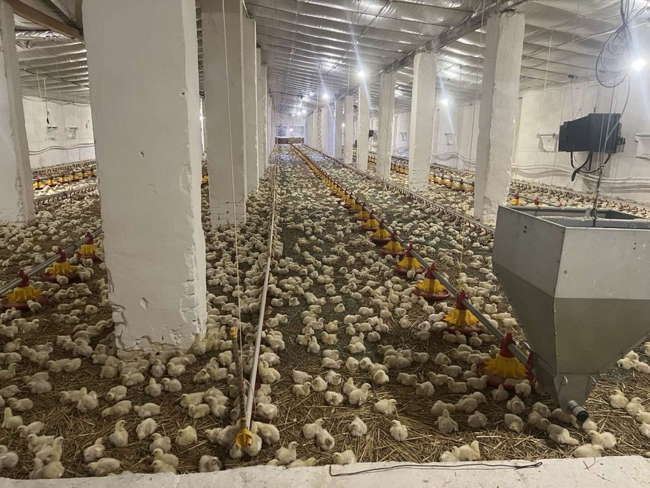 Комплекс будівель  (птахоферма)