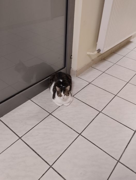 Kocia rodzina do adopcji lub na dom tymczasowy